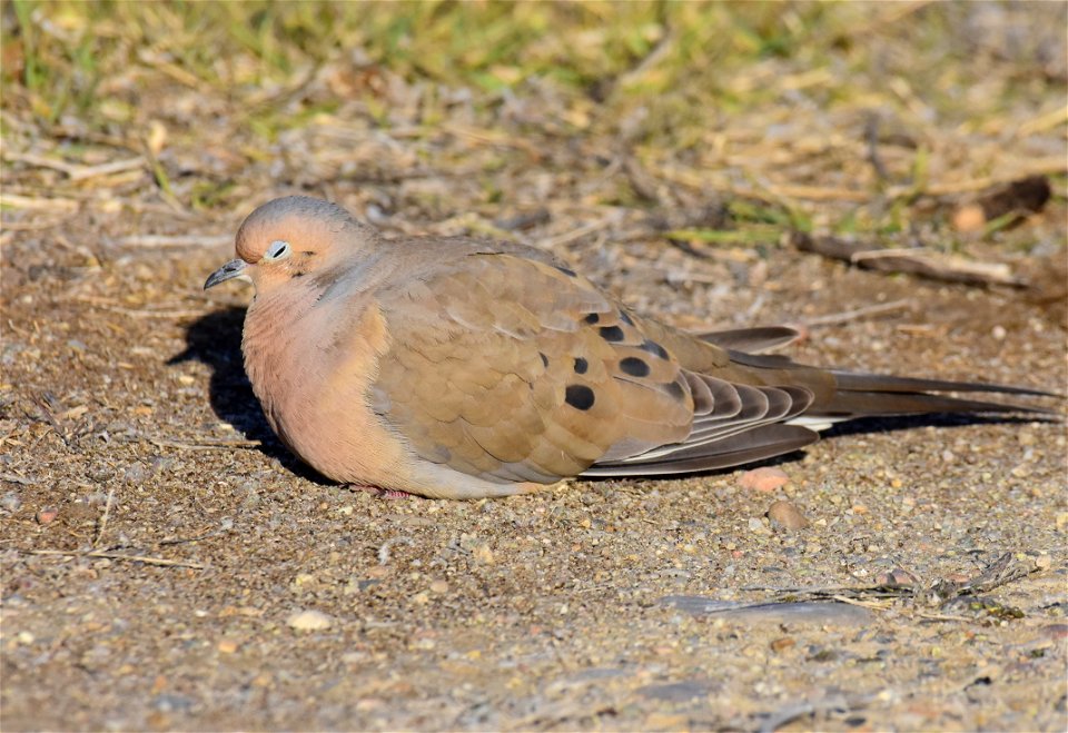 Mourning dove at Seedskadee National Wildlife Refuge