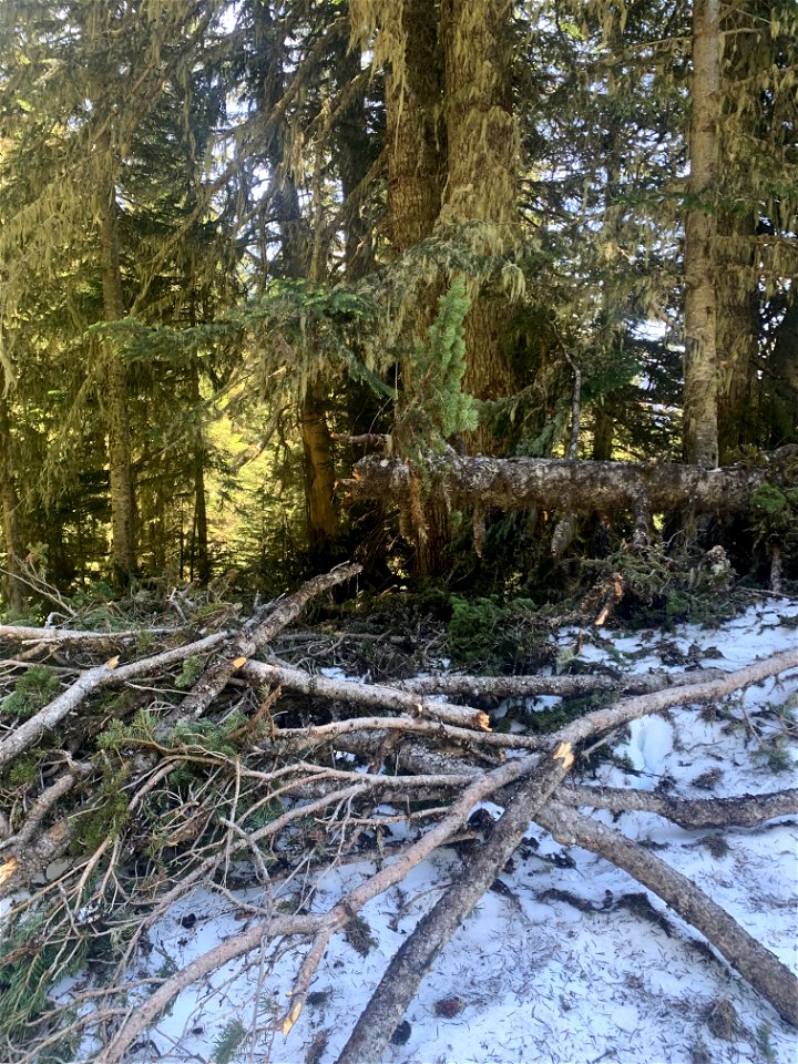 Green Mountain Trail, Mt. Baker-Snoqualmie National Forest. Photo By Sydney Corral June 28, 2021