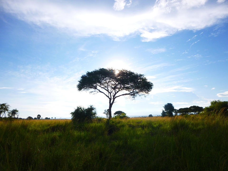 Landscape trees sky