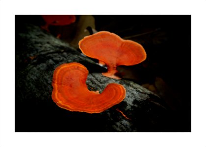 Mushrooms photo