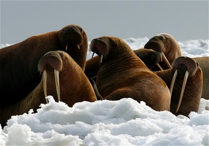 Walrus Cows and Yearlings on Ice photo
