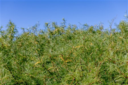 Mesquite (Prosopis glandulosa) in the Oasis of Mara
