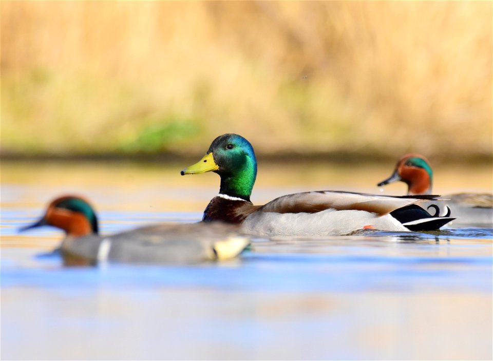 Mallard at Seedskadee National Wildlife Refuge photo