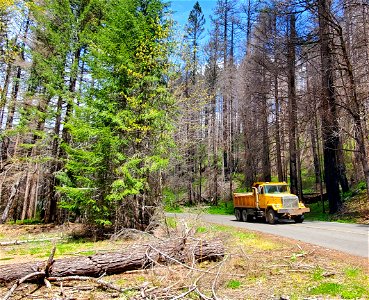 Heavy equipment on Forest Road 57 on Mt. Hood National Forest photo