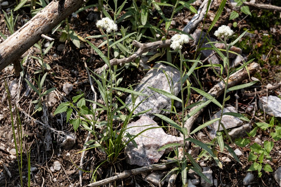 Anaphalis margaritacea