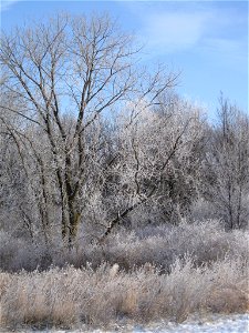 Winter on the refuge photo