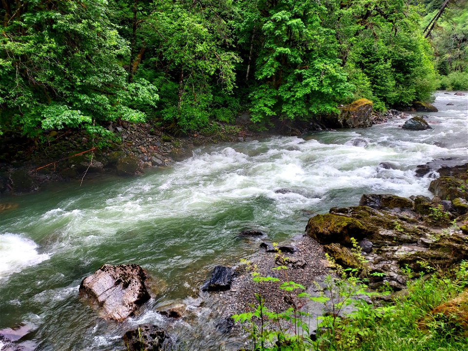 Stillaguamish River near Verlot, Mt. Baker-Snoqualmie National Forest. Photo by Anne Vassar June 14, 2021.
