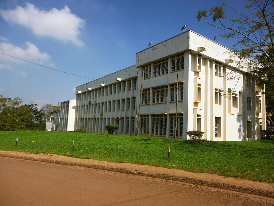 Building trees lawn