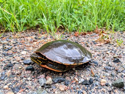 Painted turtle along a road