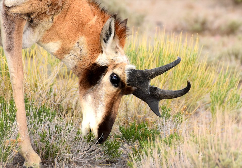 Pronghorn at Seedskadee National Wildlife Refuge