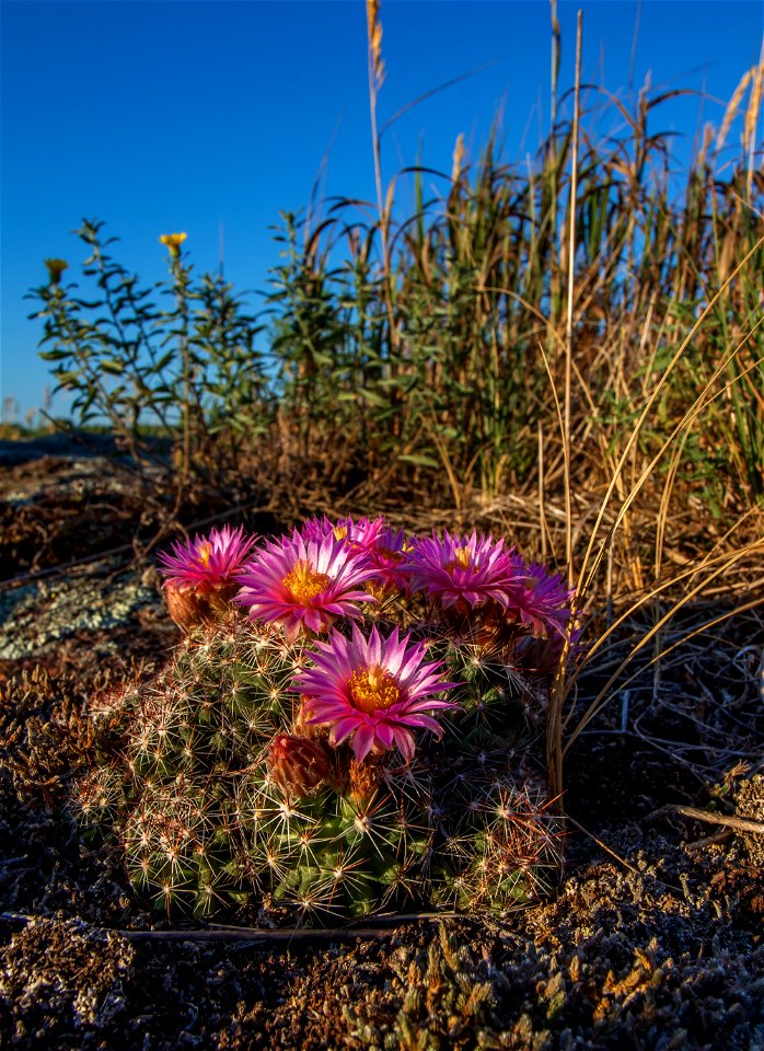 Blooming ball cactus photo