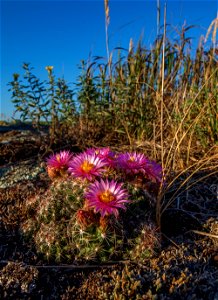 Blooming ball cactus