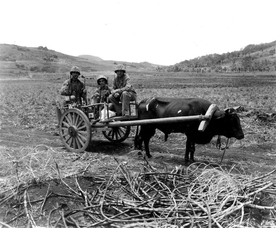 Living off the enemy: These men were observed going across fields to their own unit by ox cart.