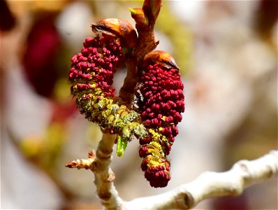 Narrowleaf cottonwood (Populus angustifolia) at Seedskadee National Wildlife Refuge photo