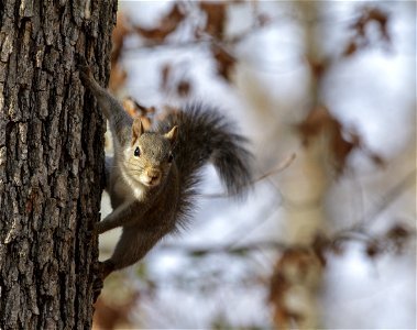 Eastern Gray Squirrel photo