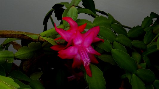 Christmas-cacti_2023_0208_151839