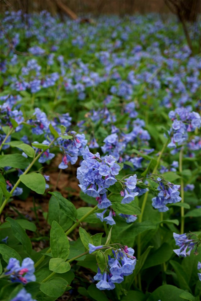 Virginia Bluebells