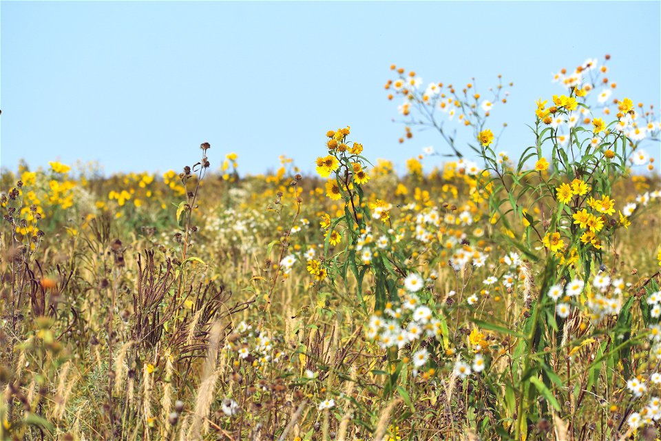 Prairie Reconstruction on Sorenson WPA Lake Andes Wetland Management District South Dakota