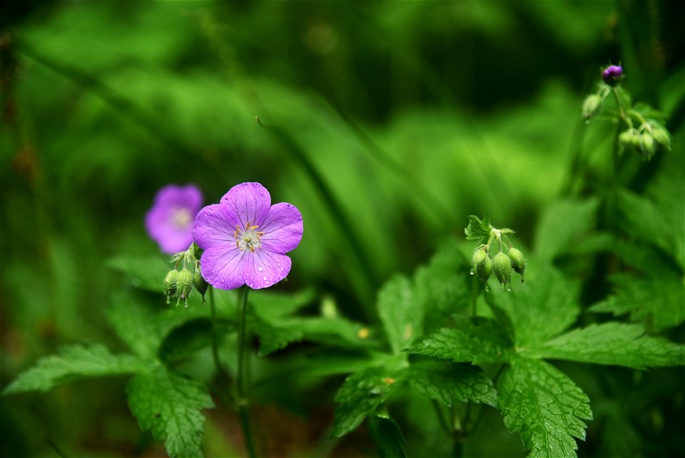 Wild geranium