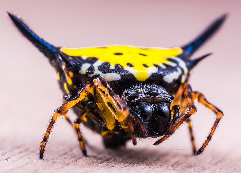 Close up yellow exotic photo