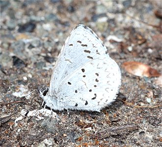 AZURE, ECHO (Celastrina echo) (03-31-2022) crescent city, del norte co, ca -02
