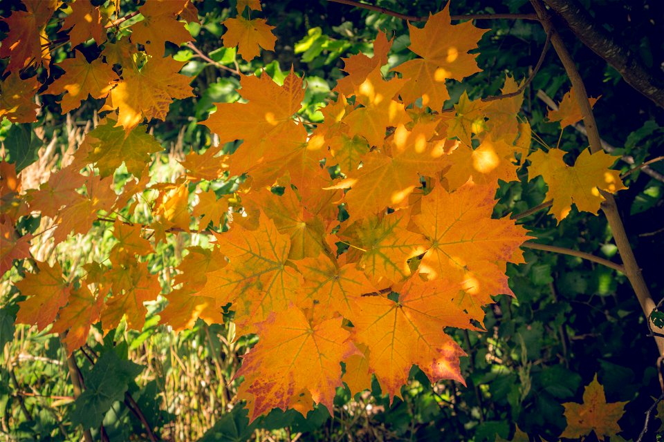 Early fall colors photo