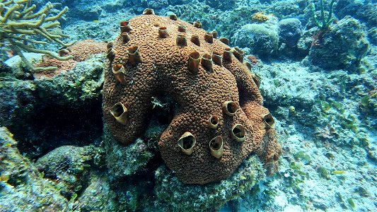 I call these cardio sponges Villa Rosa San Andres Colombia