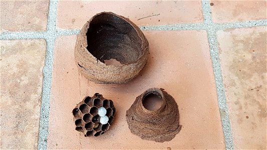 Hornet nest - nid de frelon