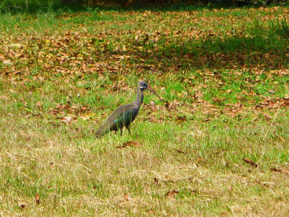 Animal bird large beak