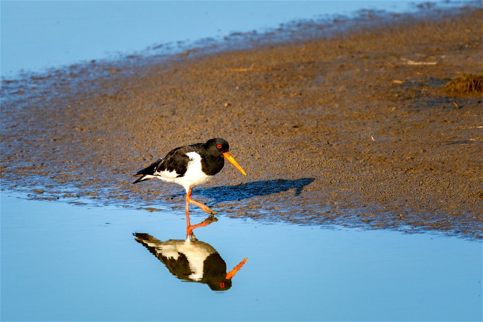 Oyster Catcher - RSPB Leighton Moss (EM Hide)