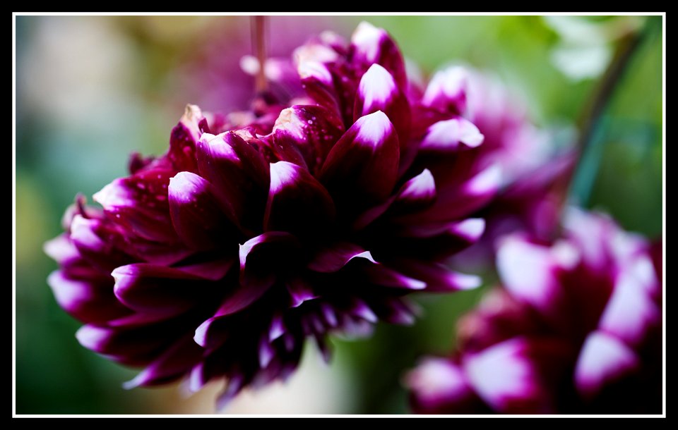 Dahlia (full resolution if you like)