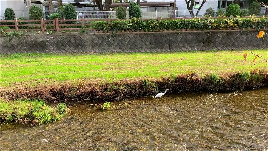 Kurome River in Daimoncho, Higashikurume-shi in November photo