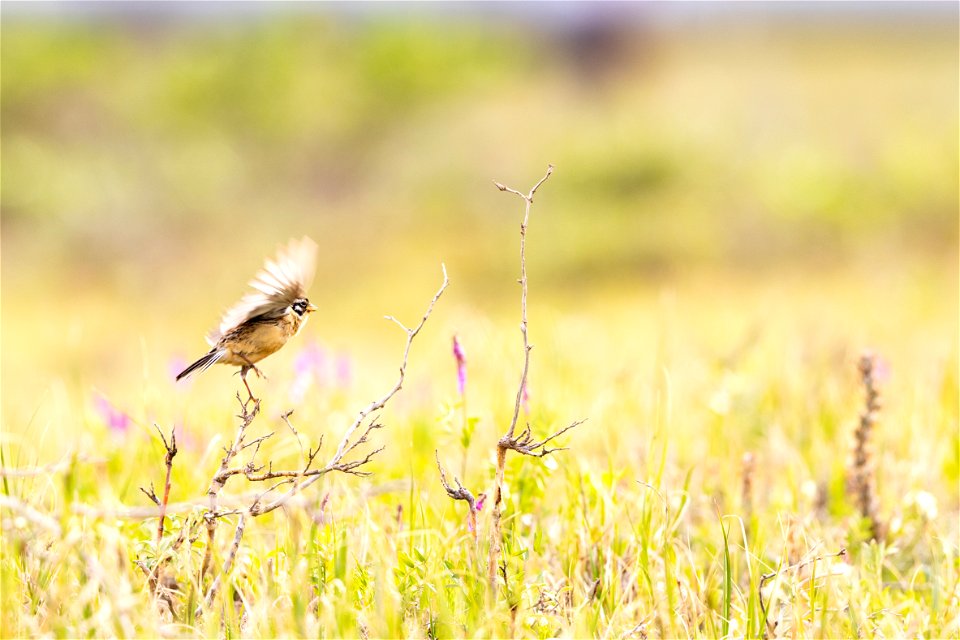 Smith's longspur photo