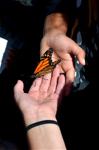 Supporting hands for monarchs photo