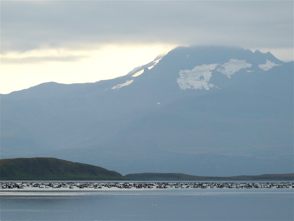 Brant at Izembek Lagoon