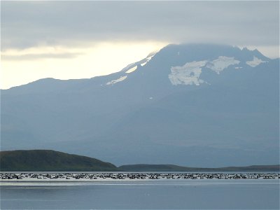 Brant at Izembek Lagoon photo