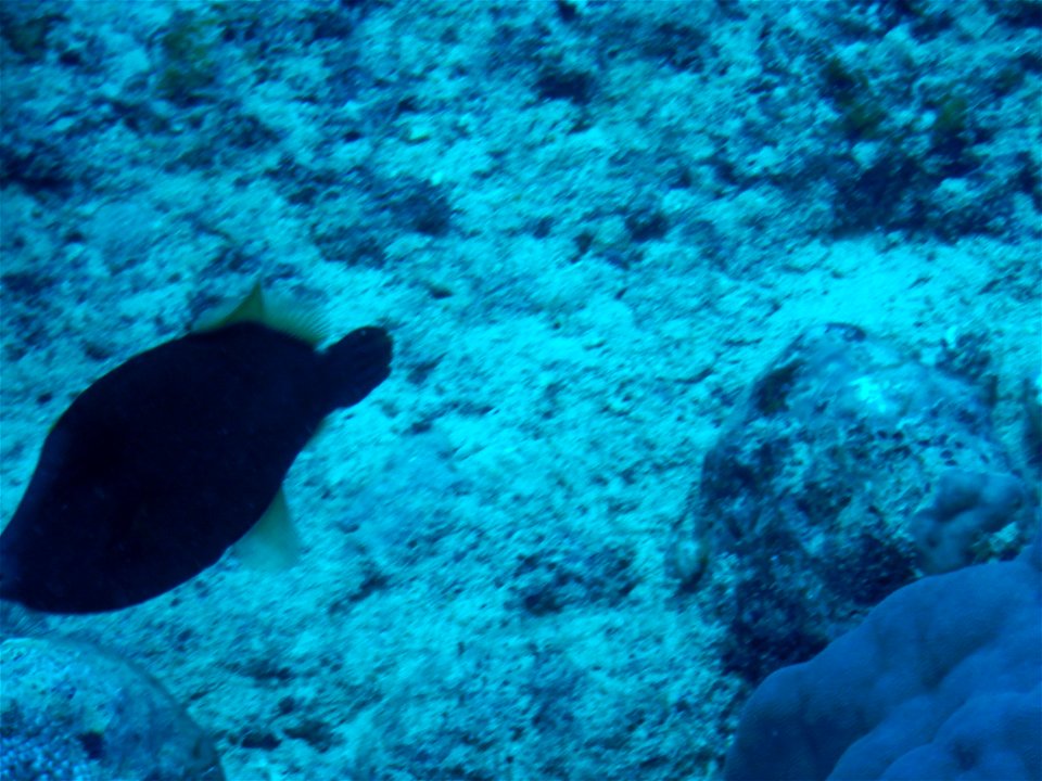 Cantherhines dumerilii 1