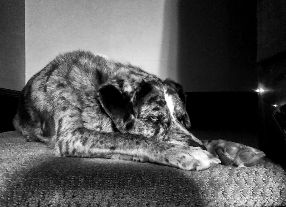 Got My PhD in Napping