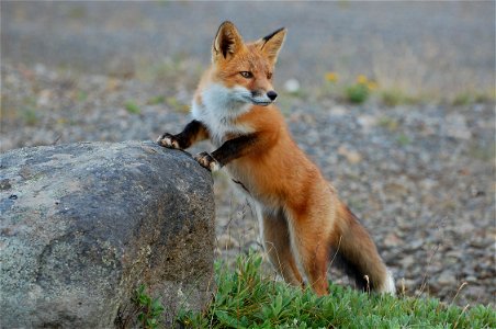 Red Fox kit photo