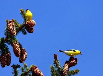 American goldfinch at Seedskadee National Wildlife Refuge
