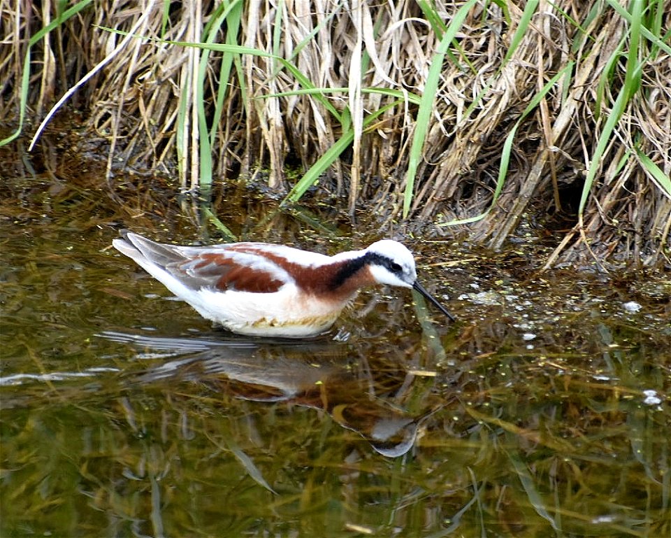 Wilson's Phalarope Lake Andes Wetland Managemetn District South Dakota.