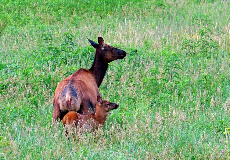 Elk with Calf photo