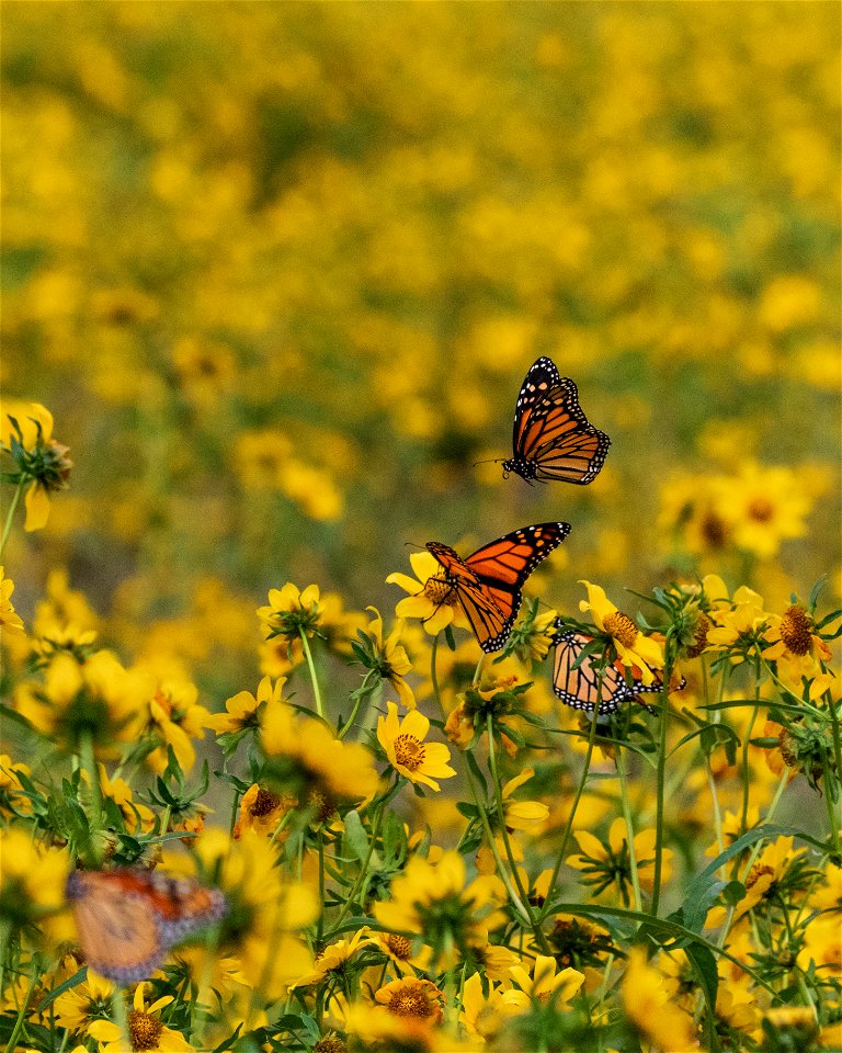 Monarch butterflies at Chautauqua National Wildlife Refuge in Illinois