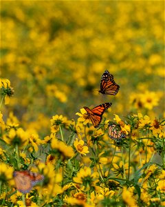 Monarch butterflies at Chautauqua National Wildlife Refuge in Illinois