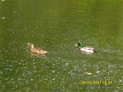 200704_0230