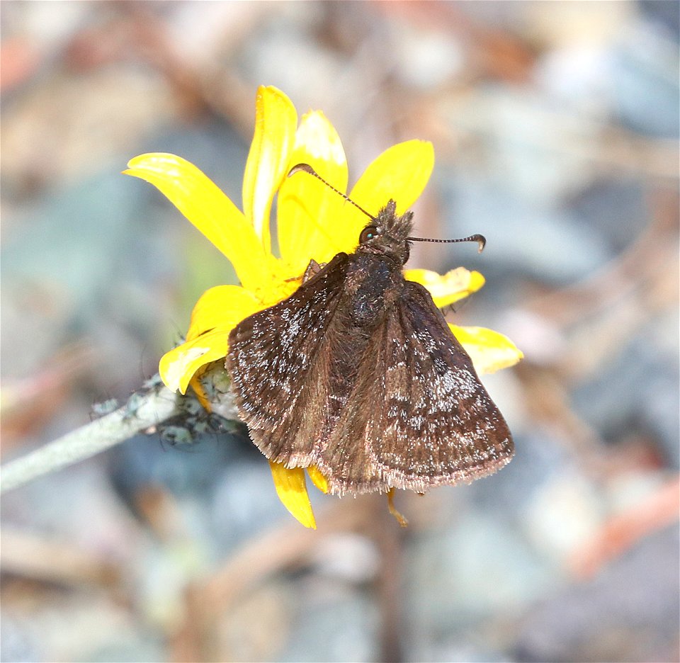 DUSKYWING, DREAMY (Erynnis icelus) (6-16-2021) approx 3400 ft, along jawbone rd, smith river n rec area, del norte co, ca -01