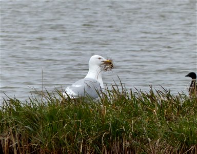 Nesting glaucous gull photo