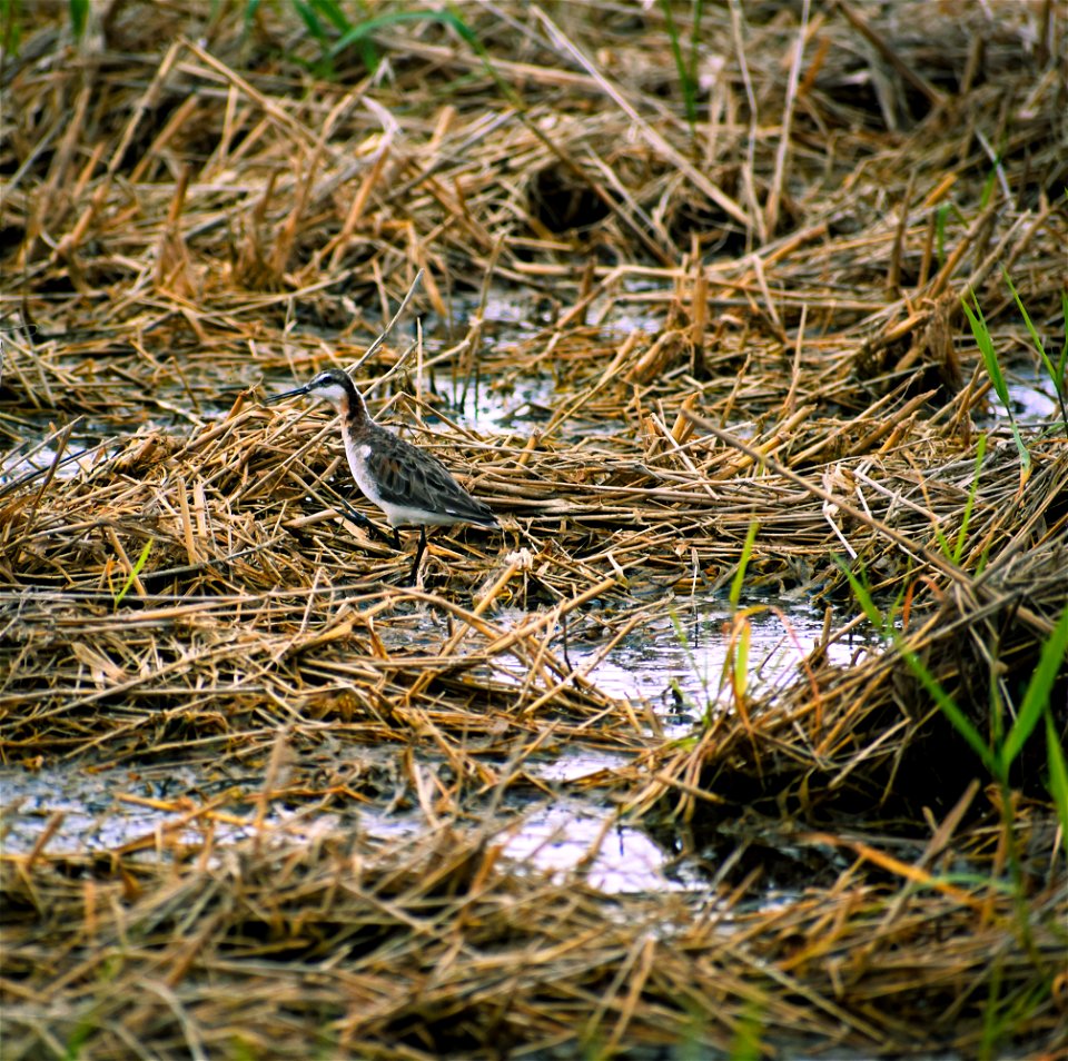 Wilson's Phalarope in a Pond Lake Andes Wetland Management District South Dakota