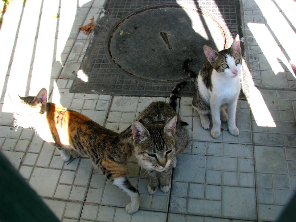 cats_in_Panduri (2)
