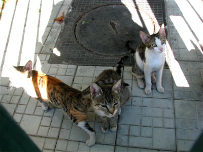 cats_in_Panduri (2) photo